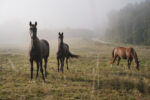 Early autumn in Dalarna Sweden, Fujifilm photography, www.Fenne.be