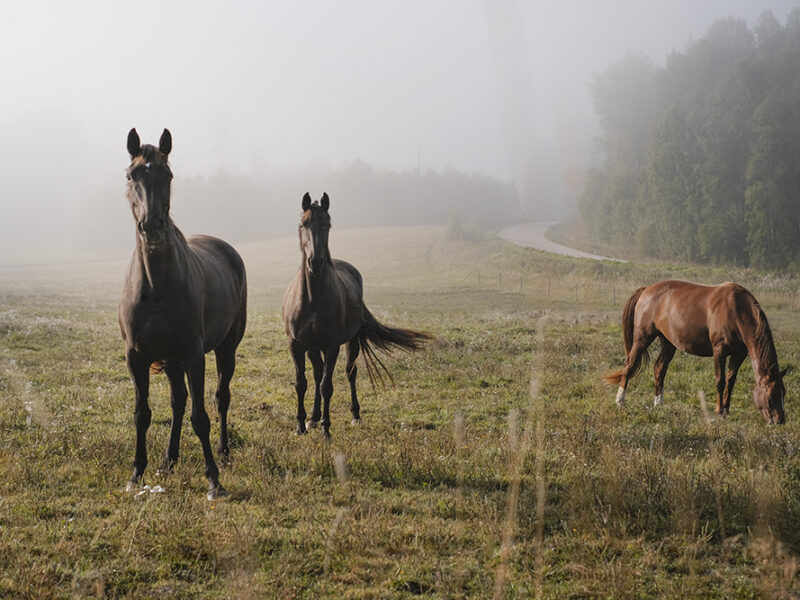 Early autumn in Dalarna Sweden, Fujifilm photography, www.Fenne.be