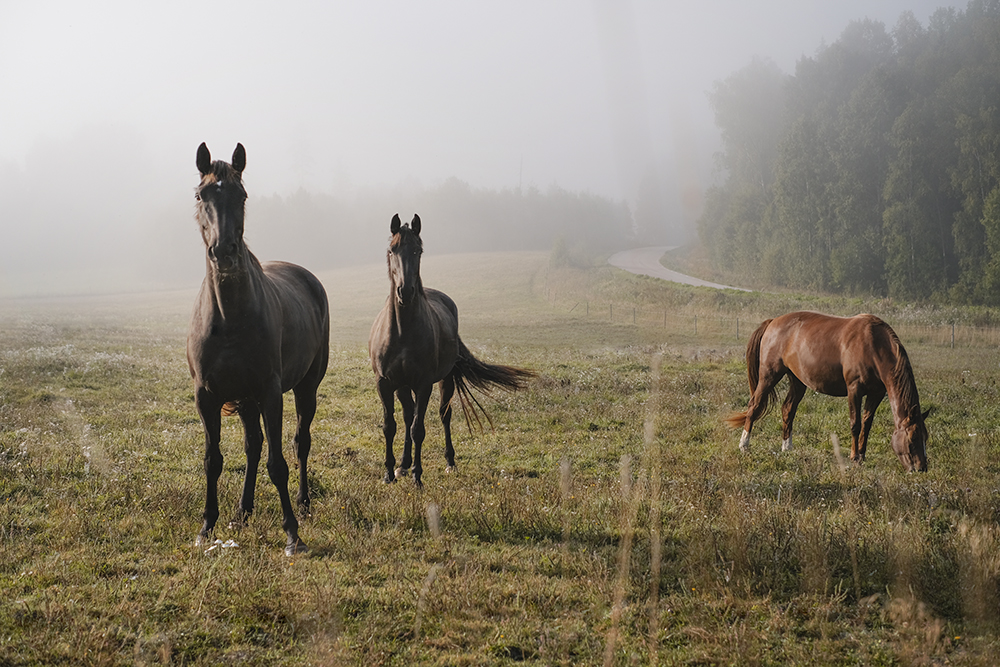 Early autumn in Dalarna Sweden, Fujifilm photography, www.Fenne.be