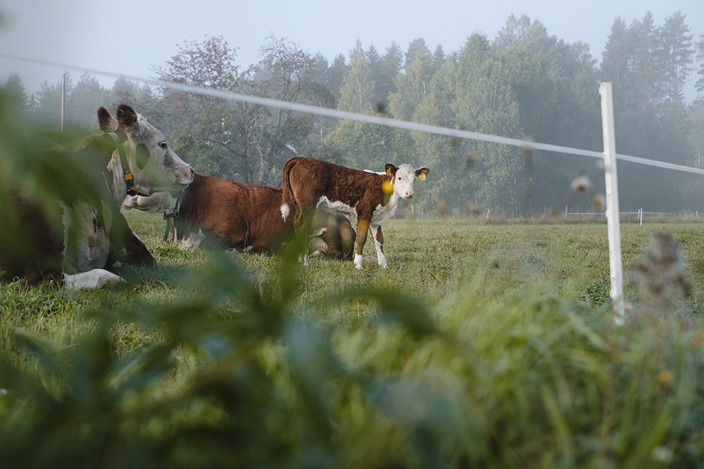 Early autumn in Dalarna Sweden, Fujifilm photography, www.Fenne.be