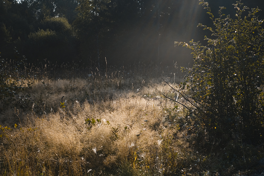 Early autumn in Dalarna Sweden, Fujifilm photography, www.Fenne.be