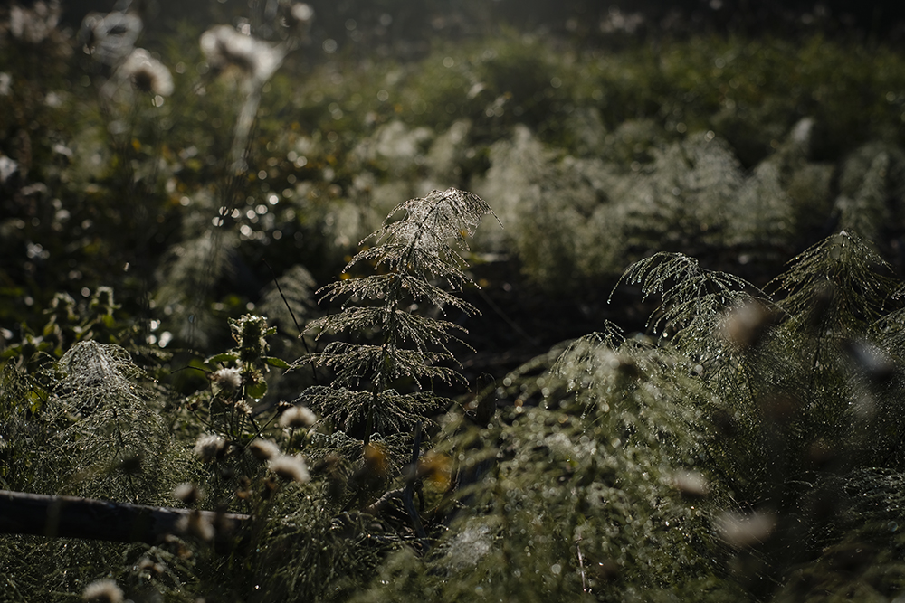 Early autumn in Dalarna Sweden, Fujifilm photography, www.Fenne.be