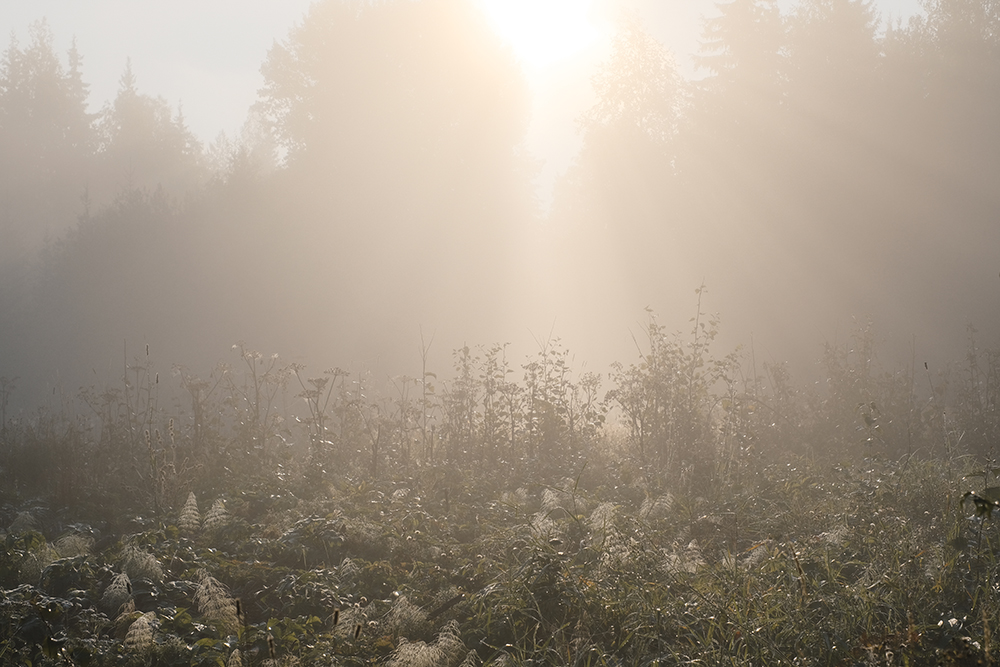 Early autumn in Dalarna Sweden, Fujifilm photography, www.Fenne.be