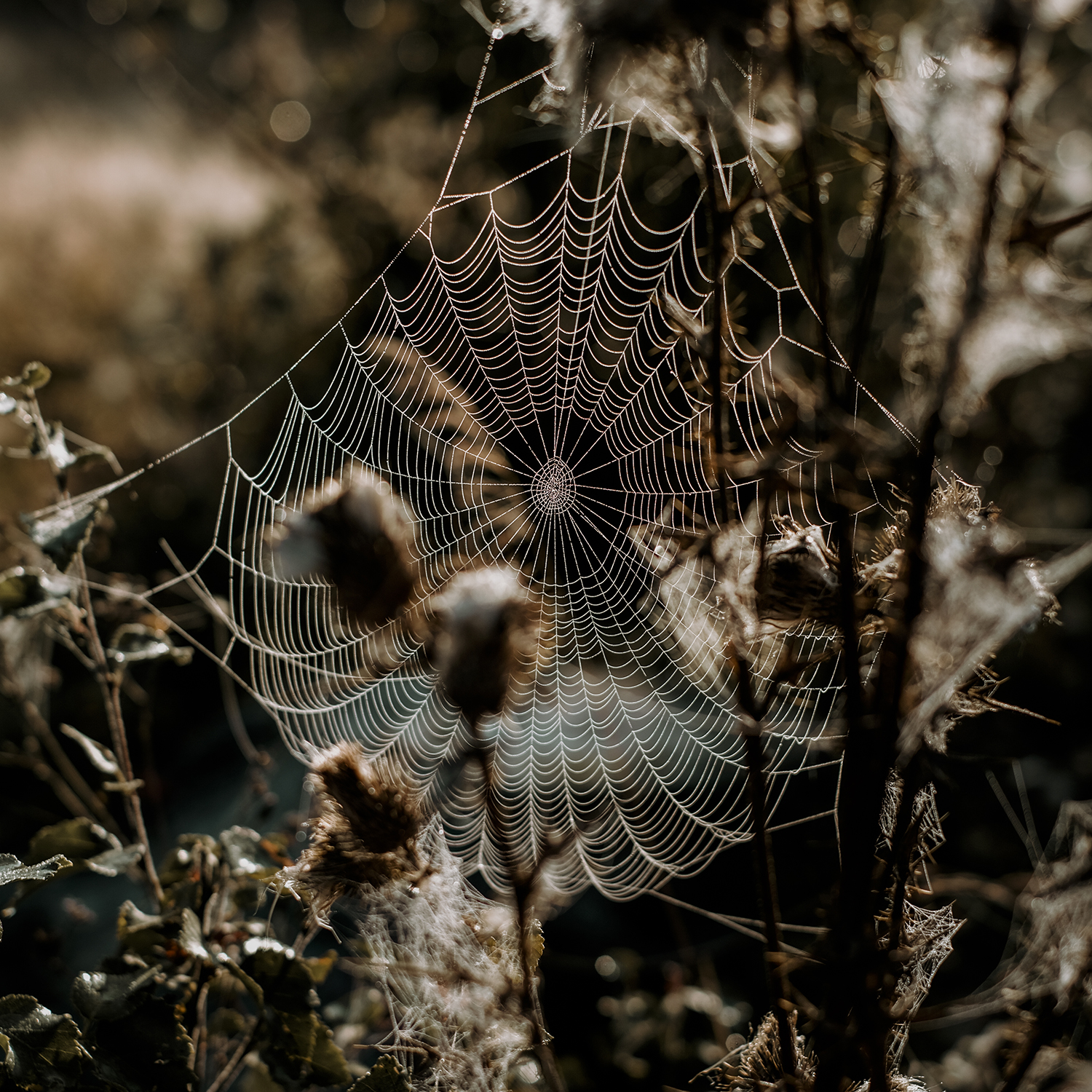 Early autumn in Dalarna Sweden, Fujifilm photography, www.Fenne.be