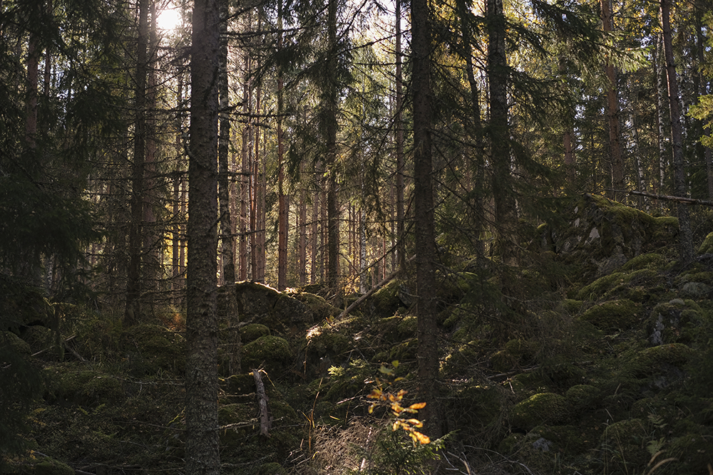 Autumn wanderings, autumn outdoor photography Sweden. Nordic autumn, www.Fenne.be