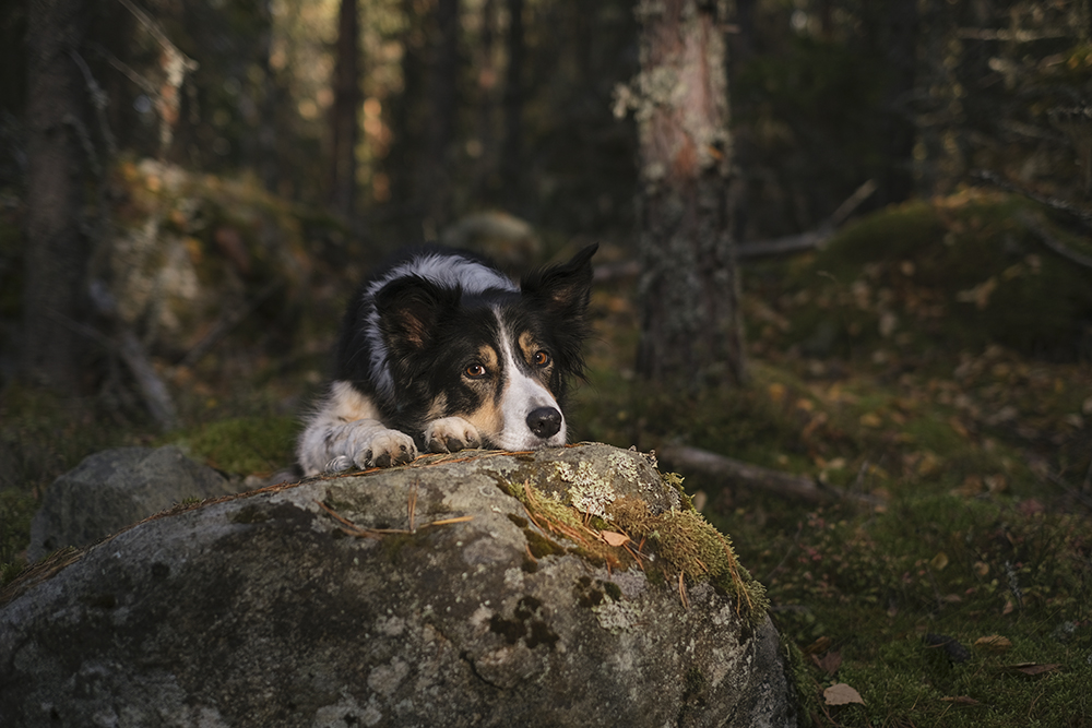 Autumn wanderings, autumn outdoor photography Sweden. Nordic autumn, www.Fenne.be