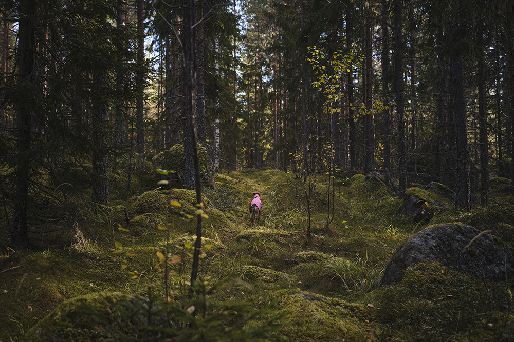 Autumn wanderings, autumn outdoor photography Sweden. Nordic autumn, www.Fenne.be