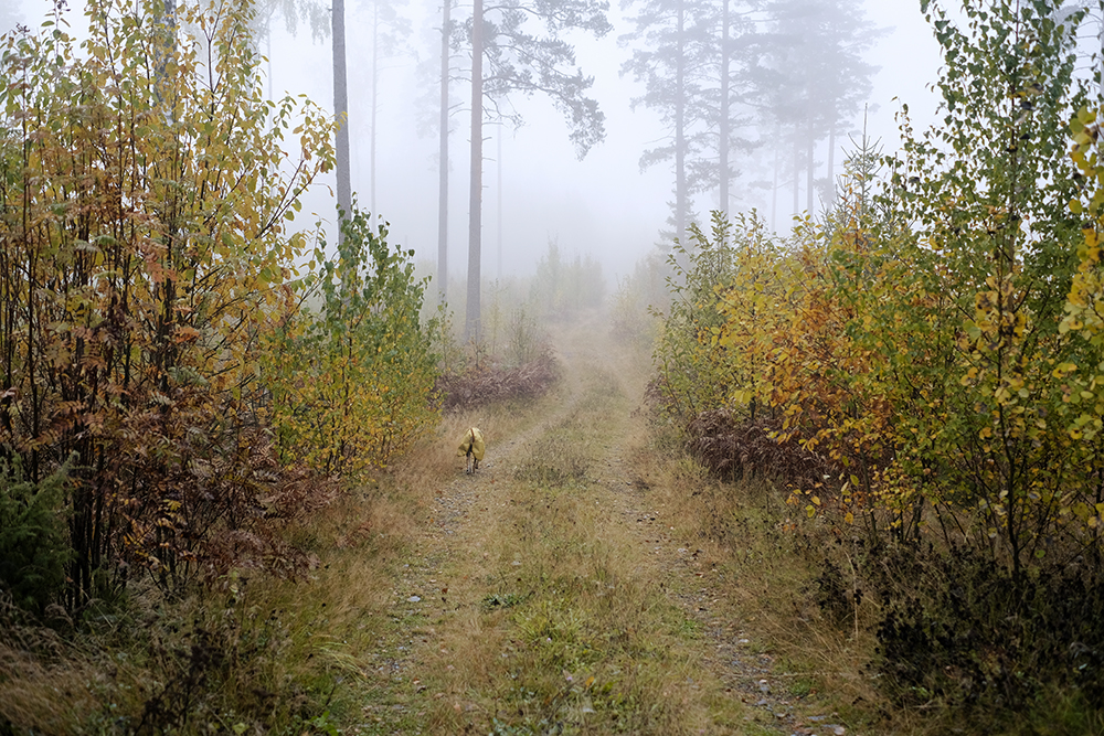 Autumn wanderings, autumn outdoor photography Sweden. Nordic autumn, www.Fenne.be