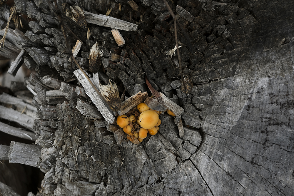 Autumn wanderings, autumn outdoor photography Sweden. Nordic autumn, www.Fenne.be