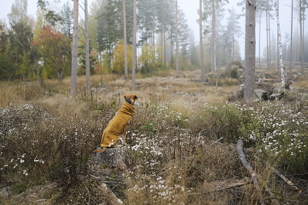 Autumn wanderings, autumn outdoor photography Sweden. Nordic autumn, www.Fenne.be