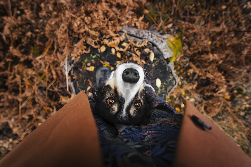 Autumn wanderings, autumn outdoor photography Sweden. Nordic autumn, www.Fenne.be