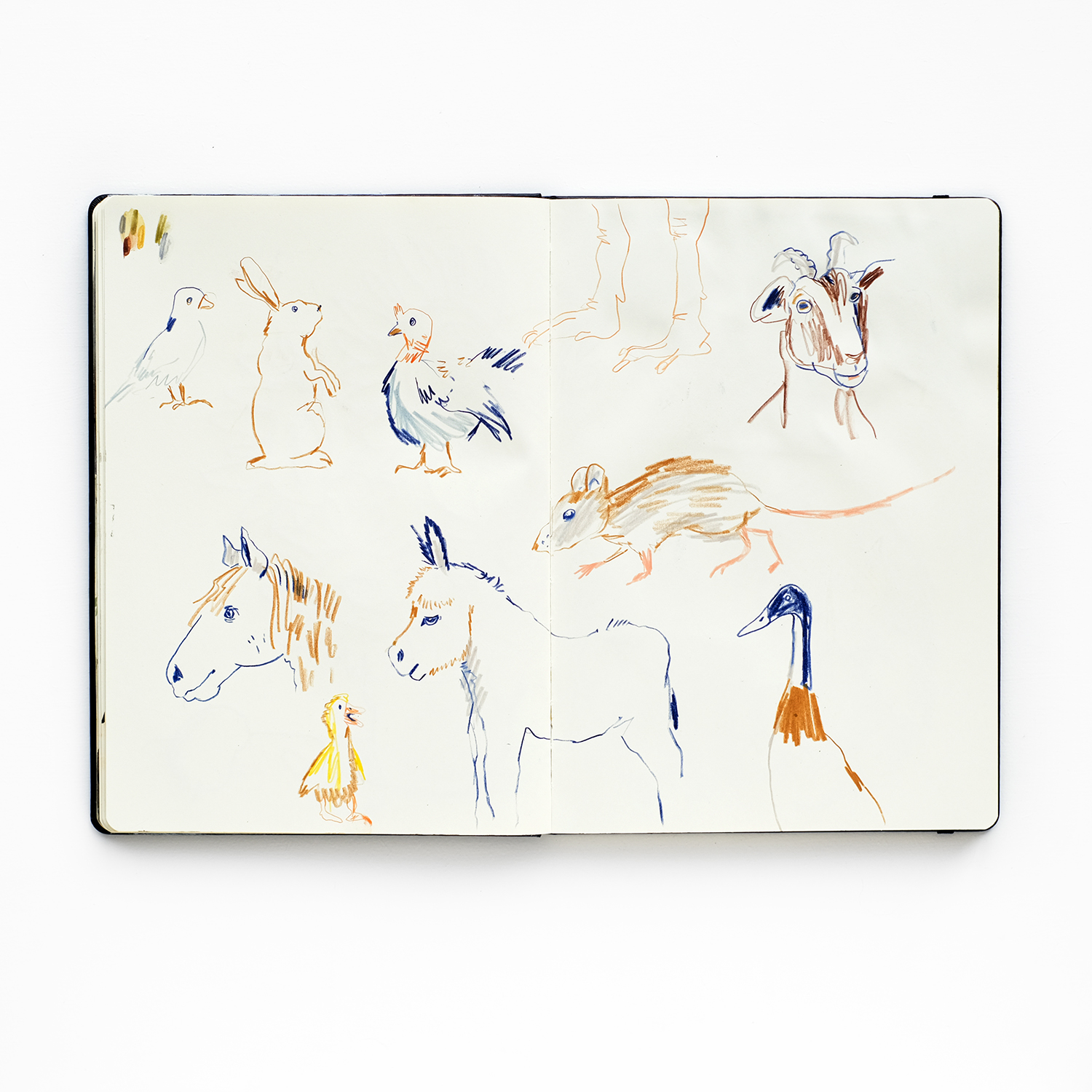 Animal drawings sketchbook, www.Fenne.be