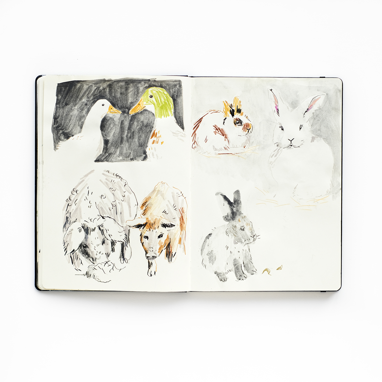 Animal drawings sketchbook, www.Fenne.be