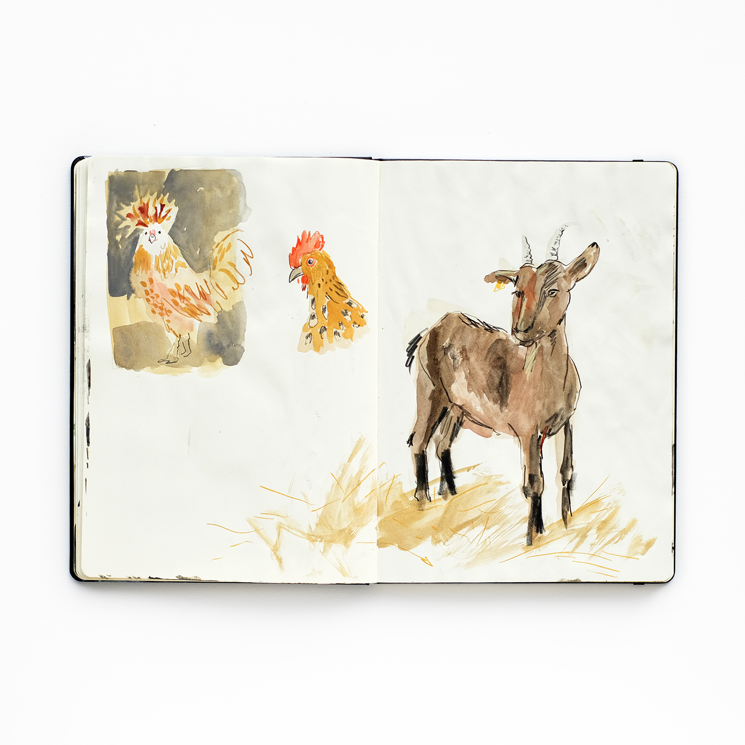 Animal drawings sketchbook, www.Fenne.be