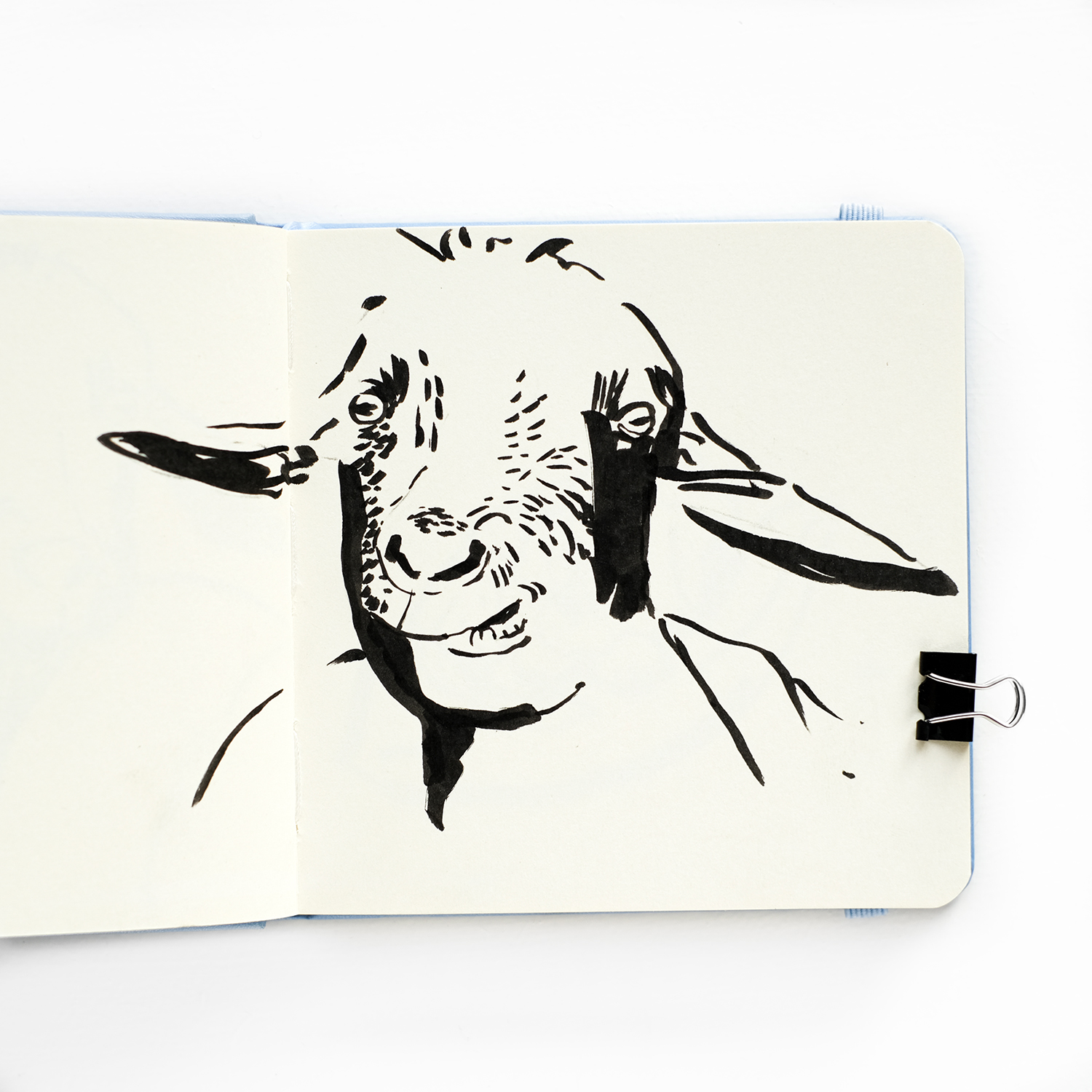 Sketching farm animals, royal talens sketchbook, www.Fenne.be