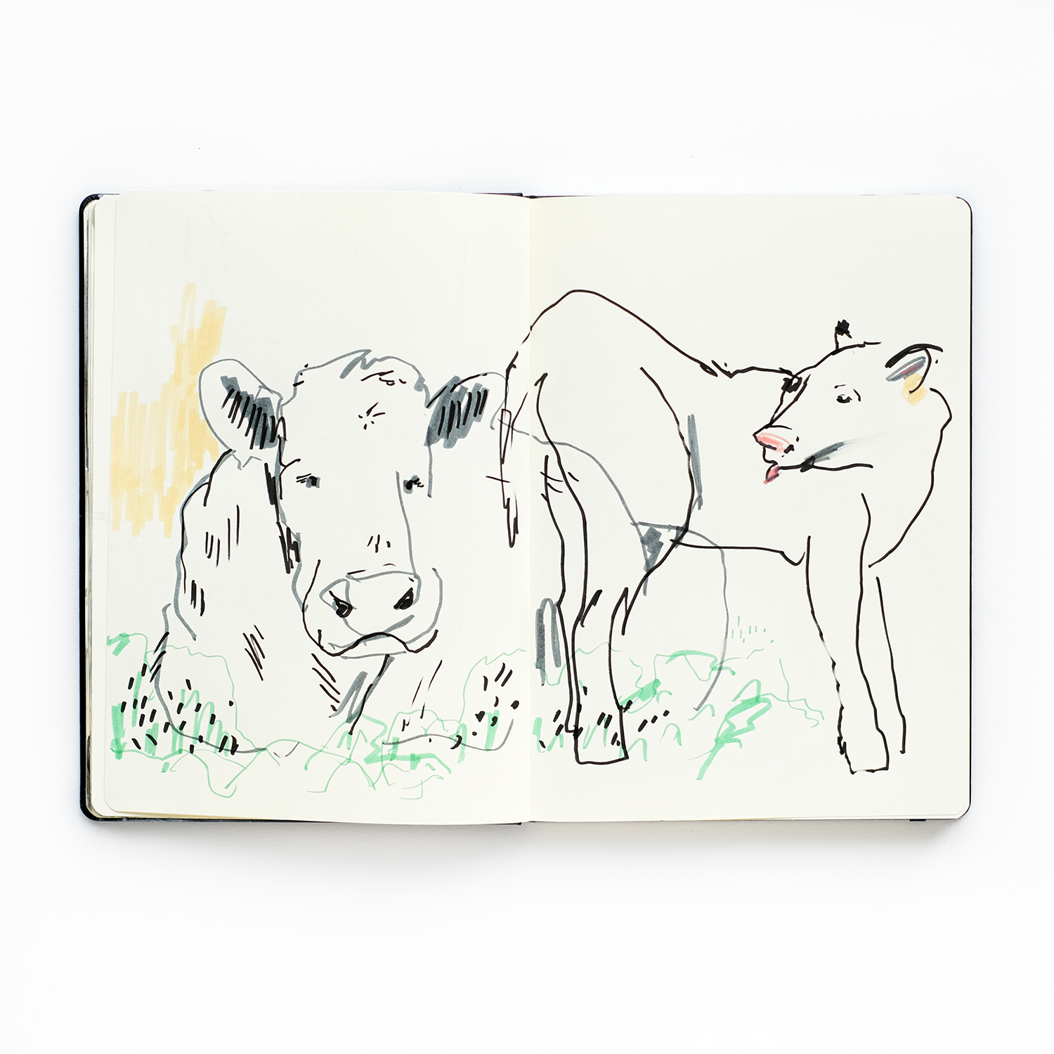 Sketchbook, continuous line cow drawing, www.Fenne.be